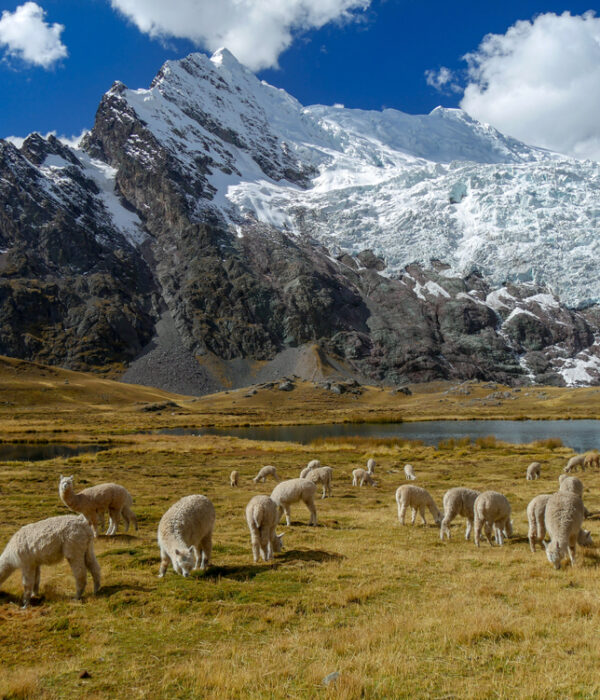 Alpacas at our camp on day 1