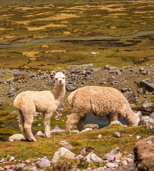Beautiful view of alpacas