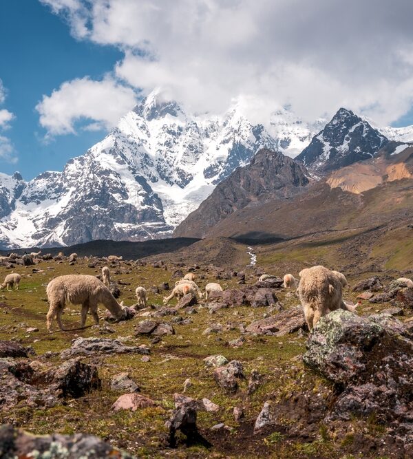 The alpaca paradise on the 5th near the 7 lagoons