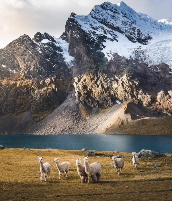 Alpacas at Lake Pocacocha
