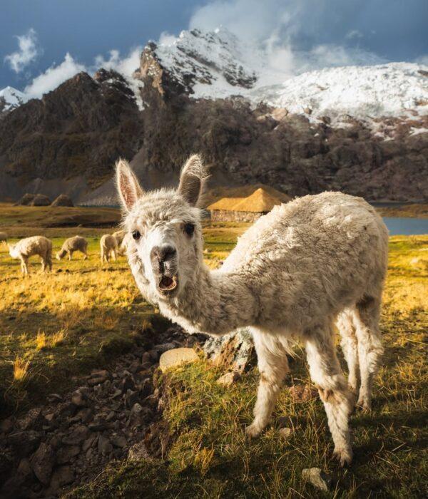 Alpaca jumping and amazed