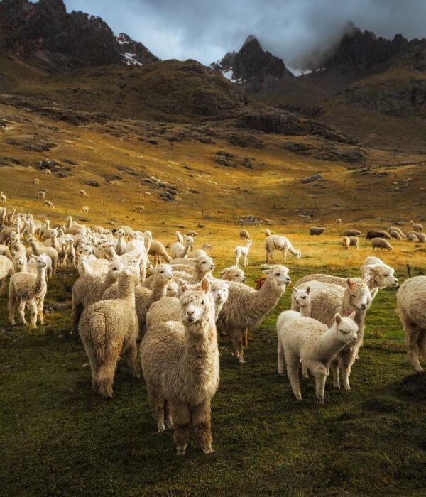 Herd of alpacas around the road to Ausangate