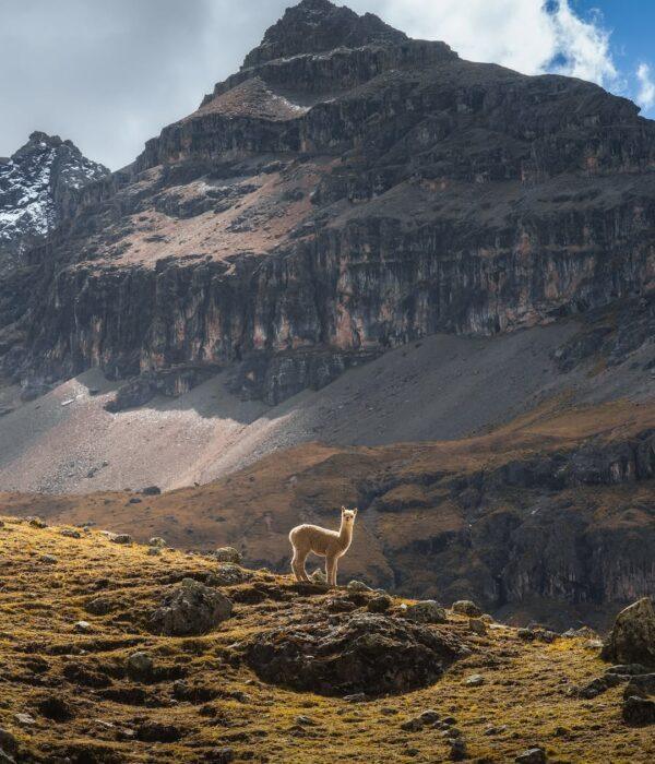 Viewing the lonely alpaca on the Ausangate Trek