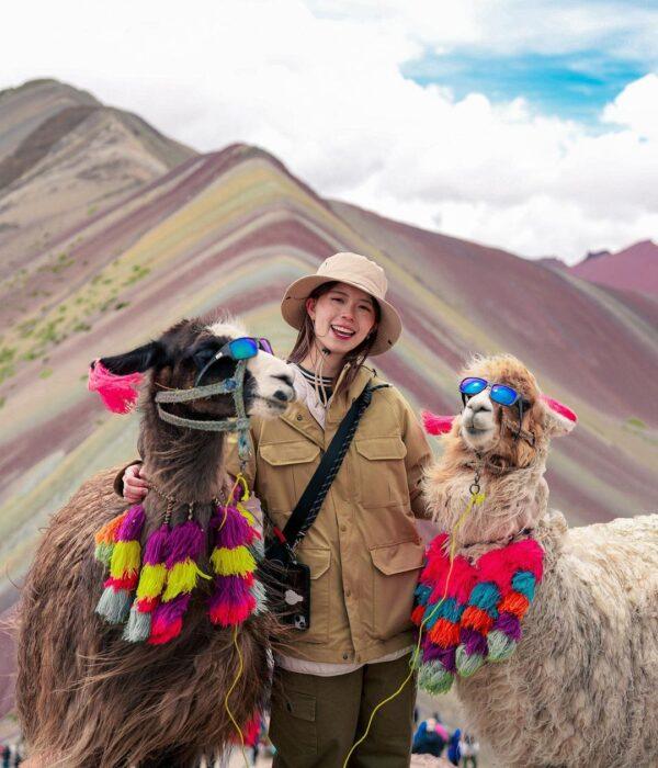 Alpacas at the lookout