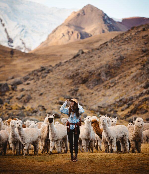 A photo next to the alpacas we saw along the way