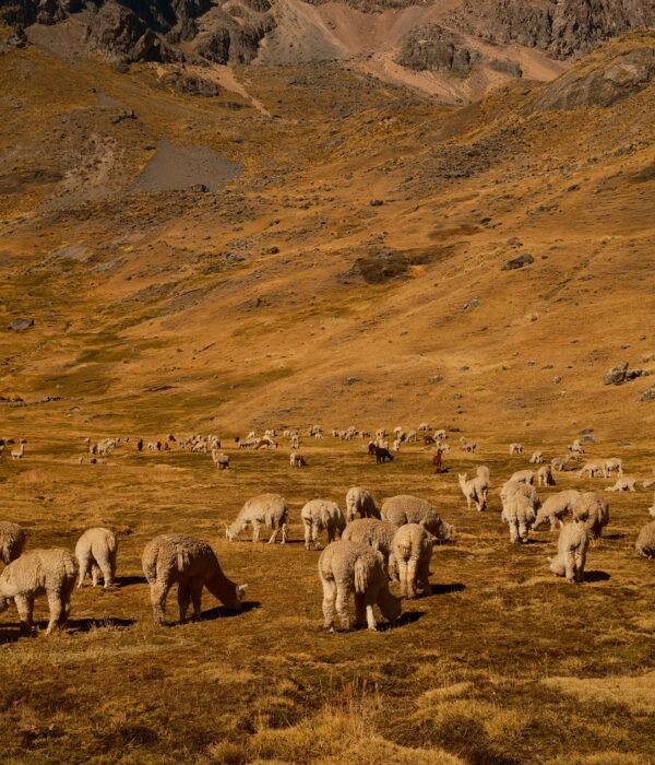 Alpacas in 7 Lakes of ausanagte