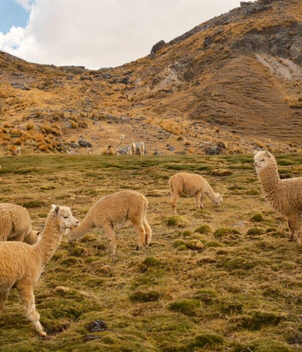 Alpacas in the tour 12 lakes of ausangate