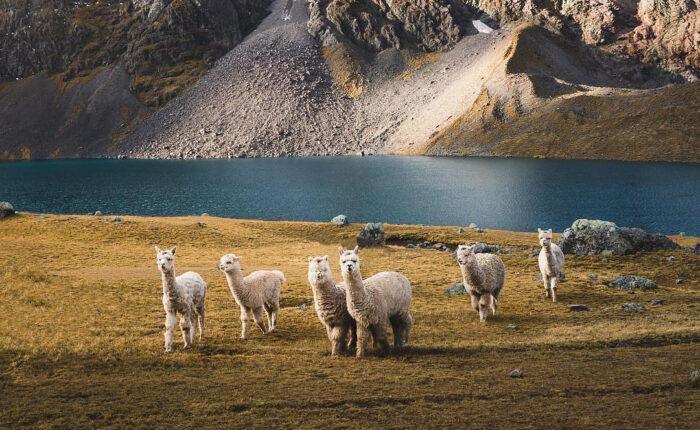 Ausangate Trek To Rainbow Mountain 2 Days Peru