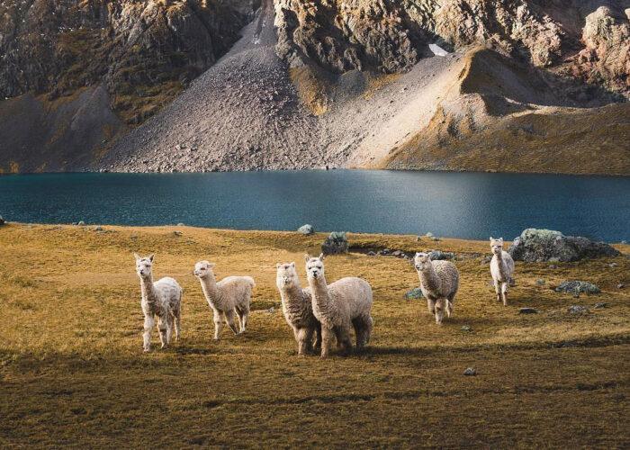 Ausangate Trek To Rainbow Mountain 2 Days Peru